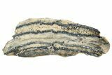 Mammoth Molar Slice With Case - South Carolina #349956-1